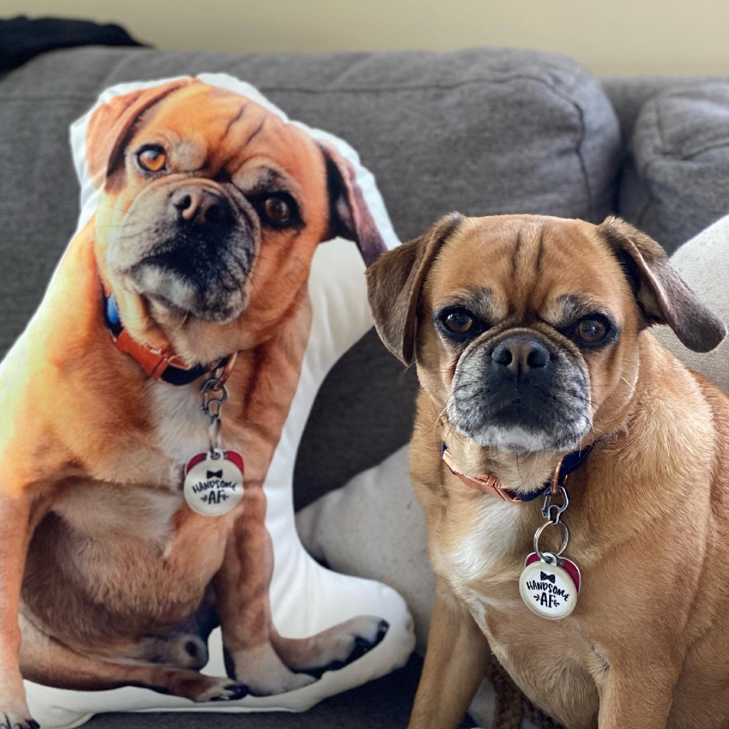 Pug Custom Shaped Pillow