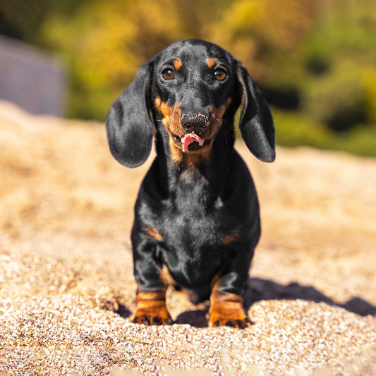 Dachshund Custom Shaped Pillow