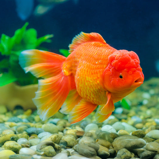 Almohada Personalizada en Forma de Pez