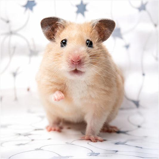 Almohada Personalizada con Forma de Hámster