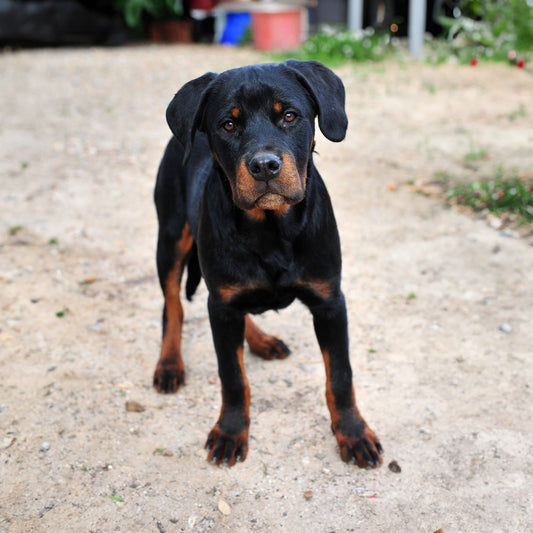 Rottweiler Custom Shaped Pillow