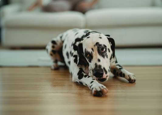 A Dalmatian dog lying on a wooden floor indoors with a person blurred in the background