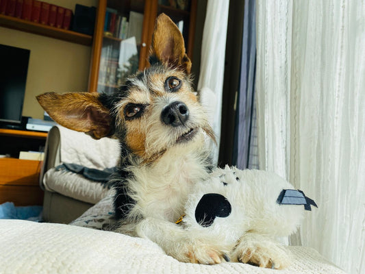 Cute terrier dog lying indoors with a stuffed toy. Bright and cozy atmosphere