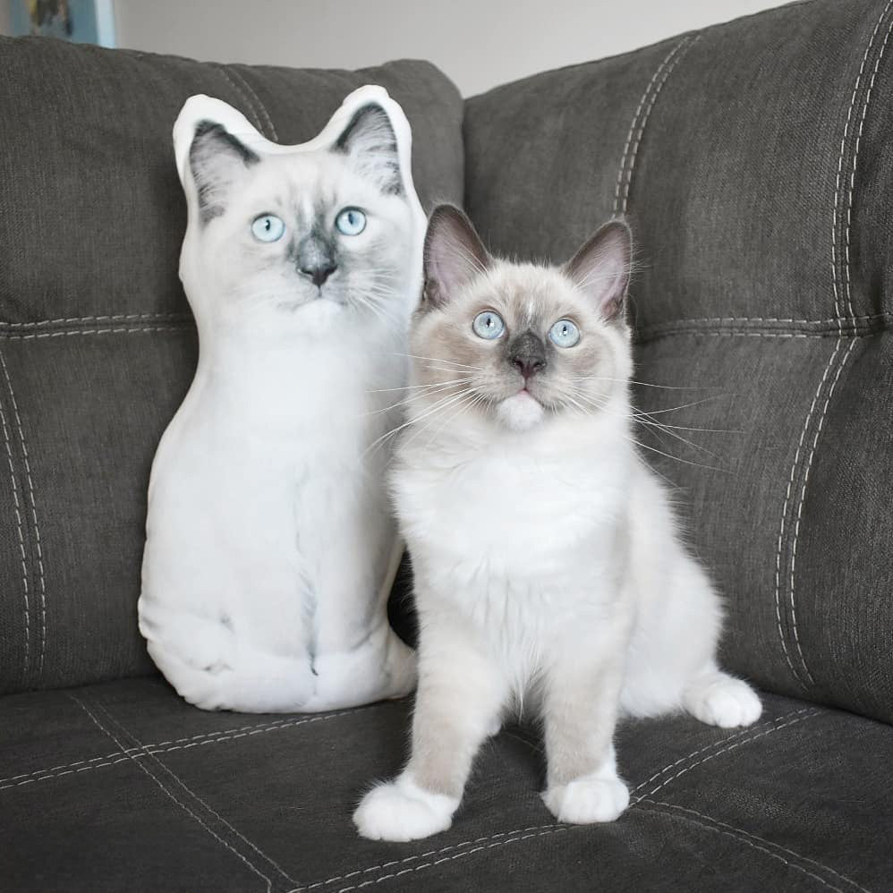 Die-cut to your cat's exact silhouette