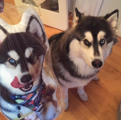 Husky Custom Shaped Pillow