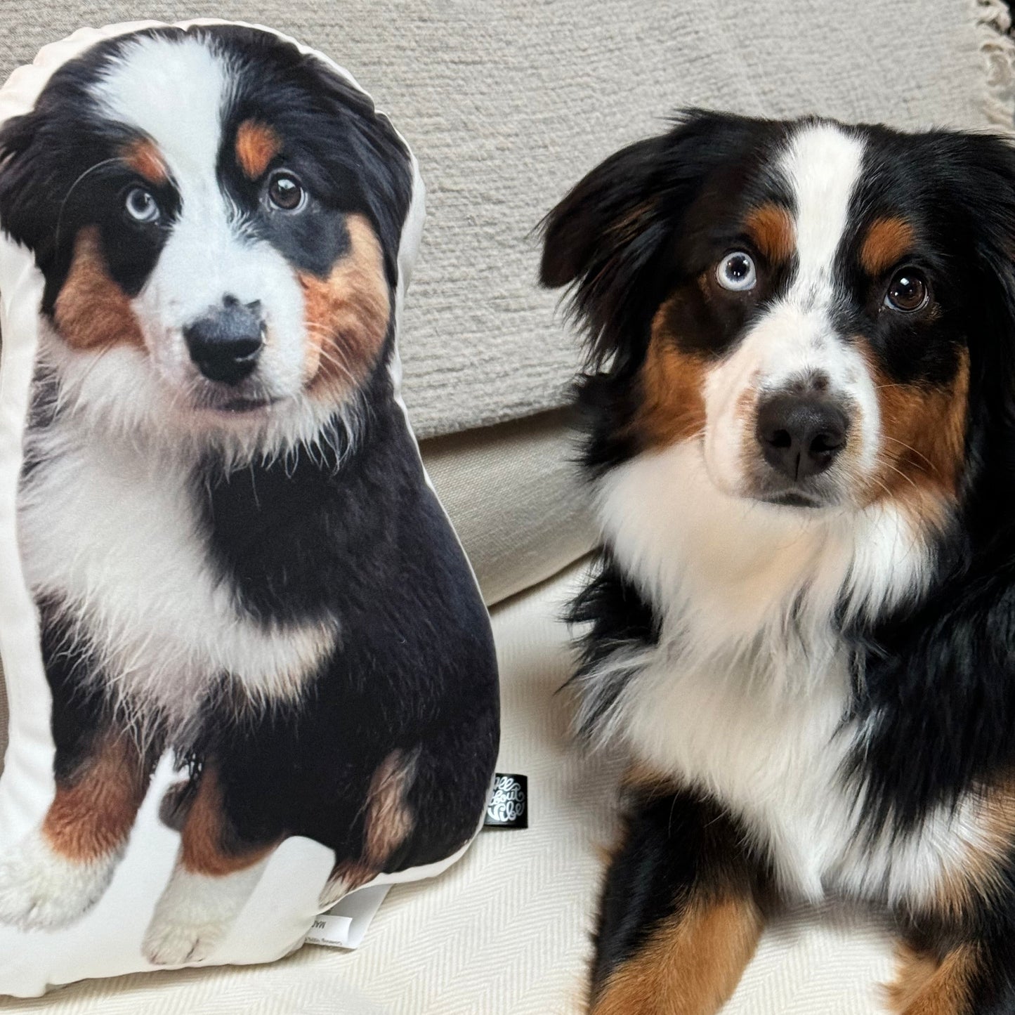 Australian Shepherd Custom Shaped Pillow