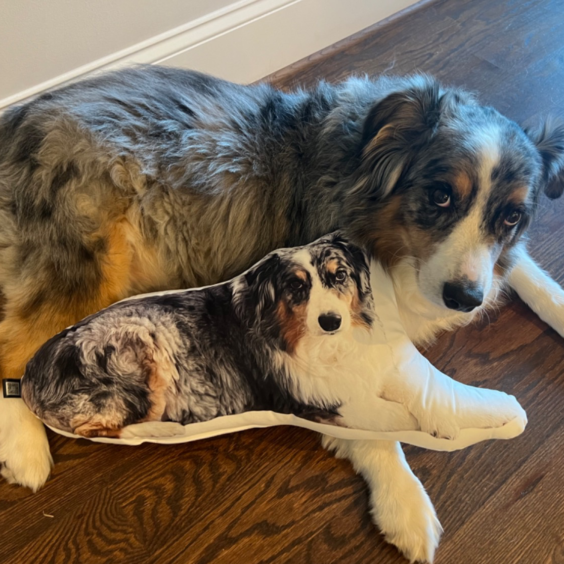 Australian Shepherd Custom Shaped Pillow