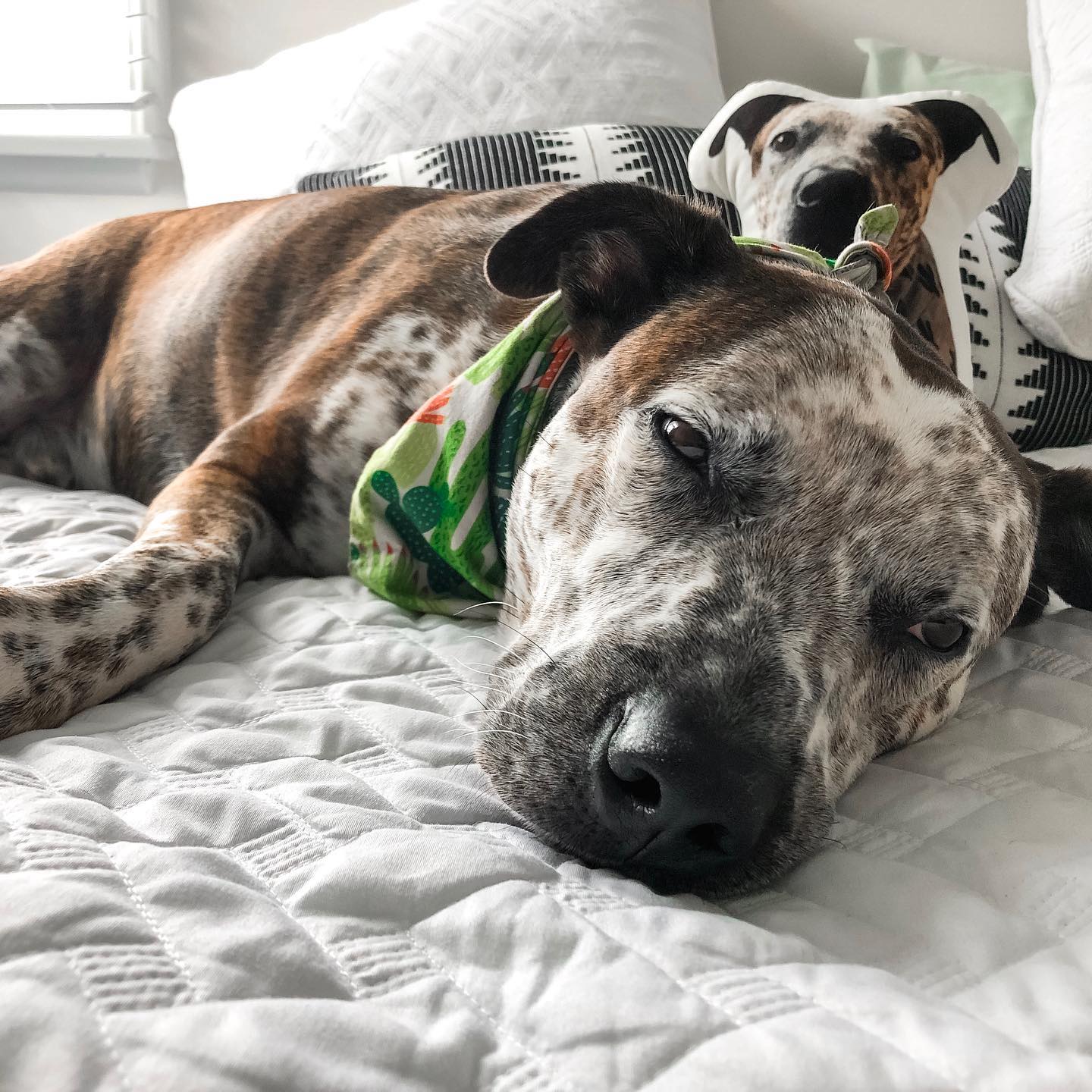 Catahoula Custom Shaped Pillow