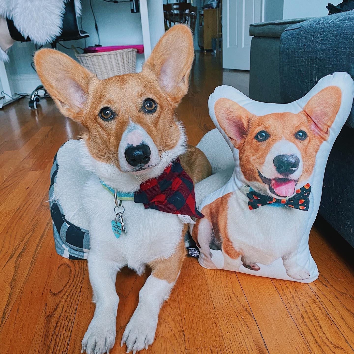 Corgi Custom Shaped Pillow