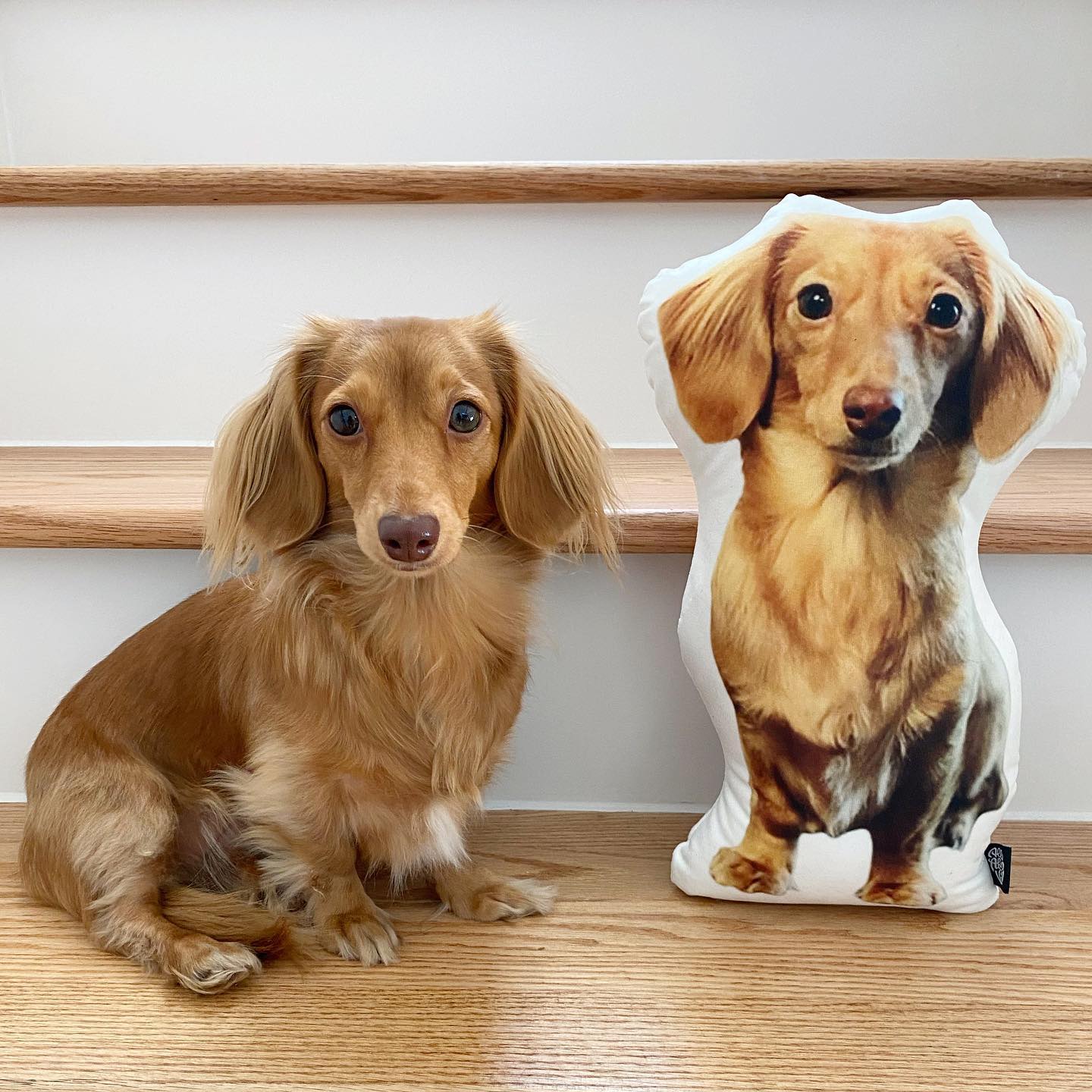 Dachshund Custom Shaped Pillow Made In USA – All About Vibe