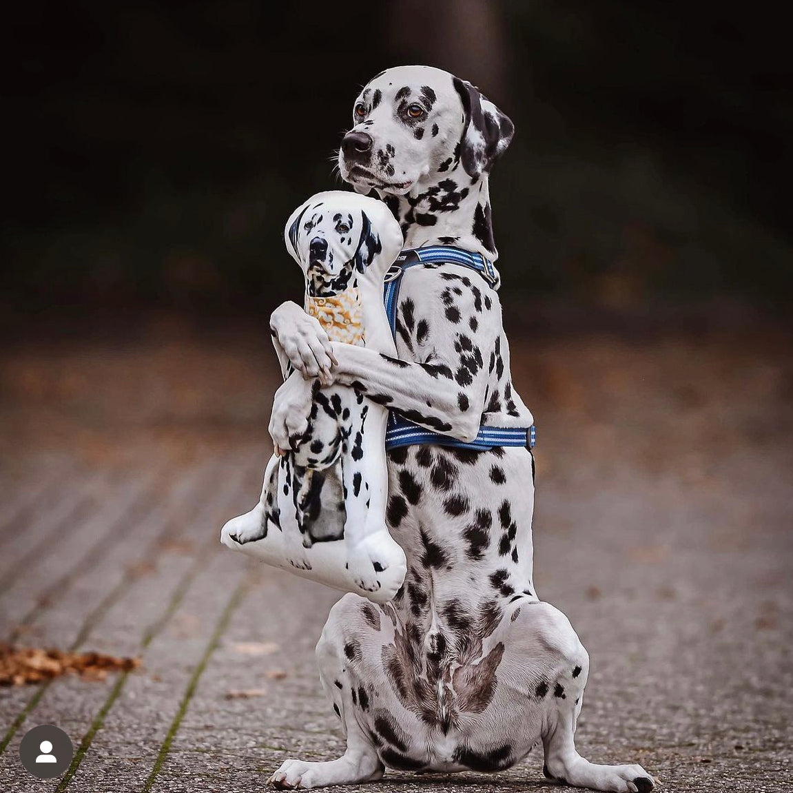 Dalmatian Custom Shaped Pillow