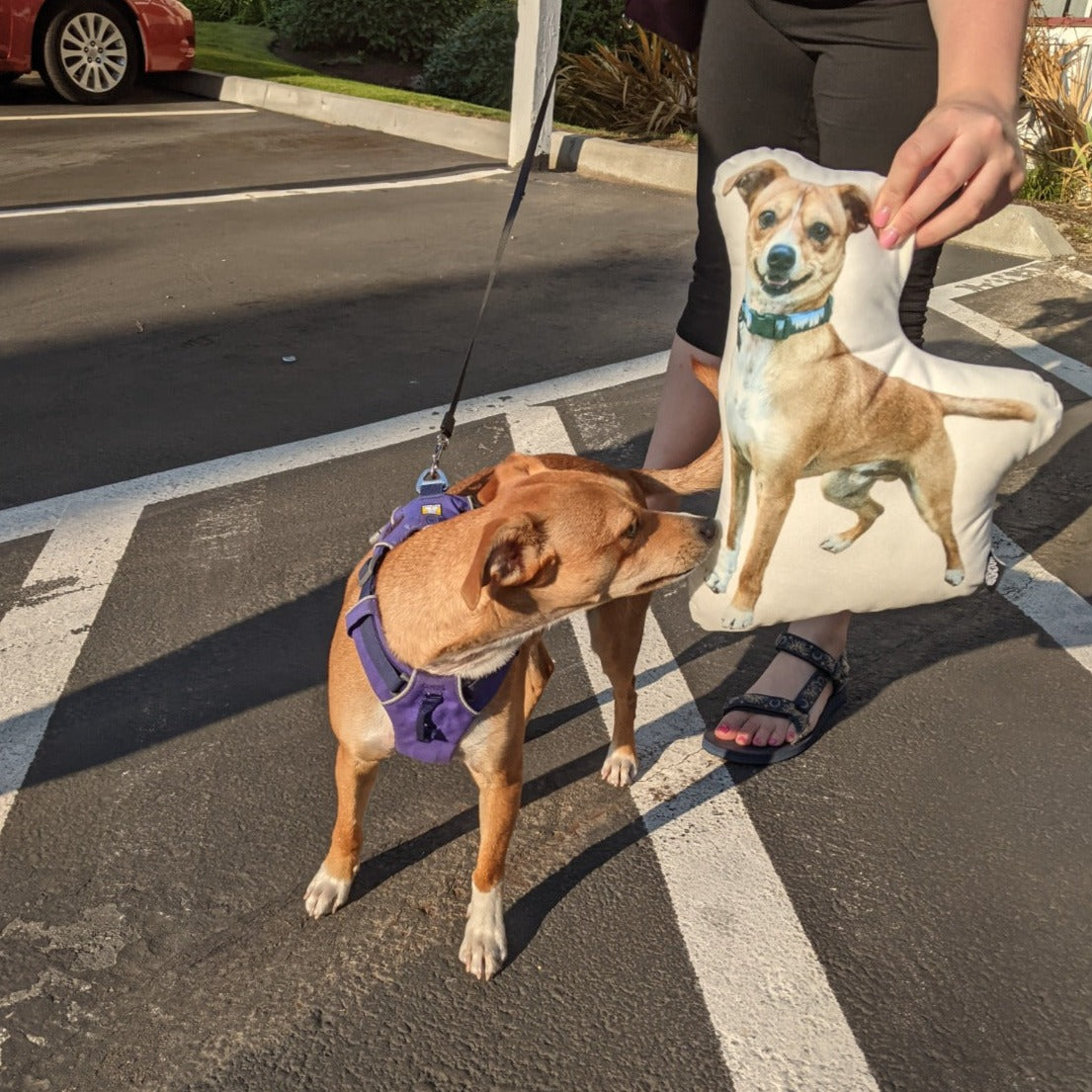 Miniature Pinscher Custom Shaped Pillow