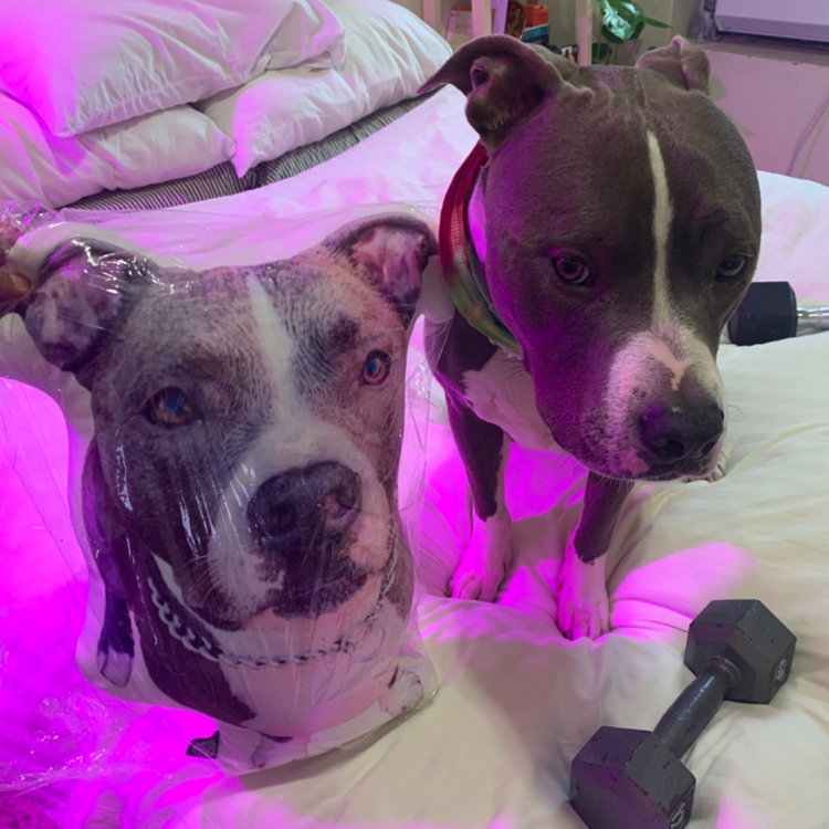 Almohada Personalizada con Forma de Pitbull