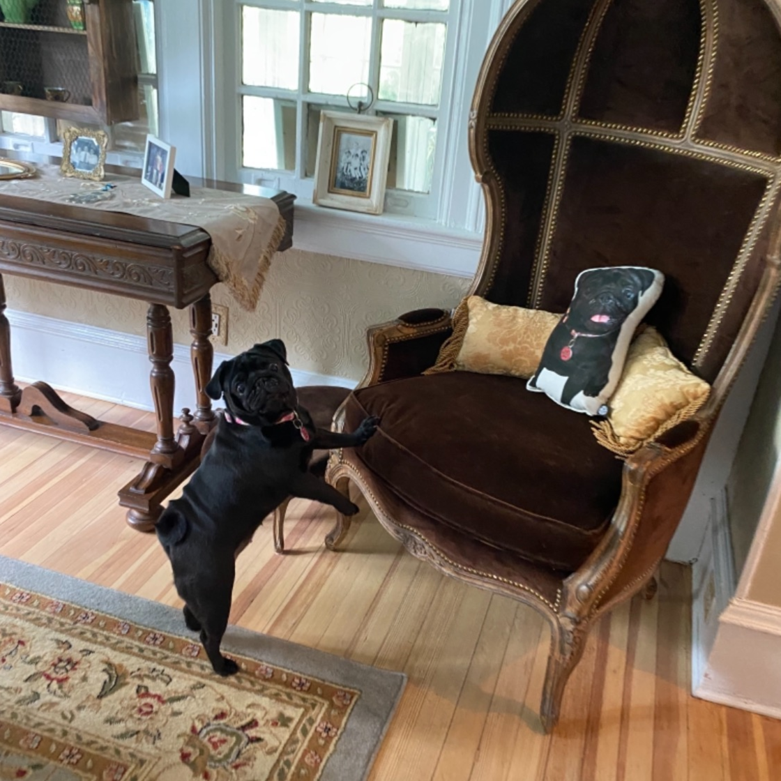 Pug Custom Shaped Pillow