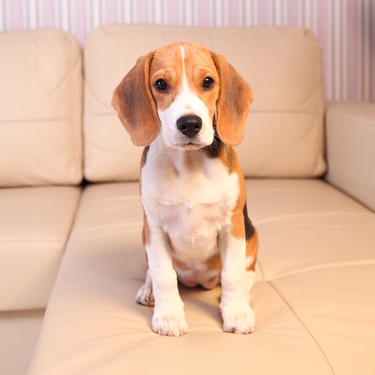 Almohada Personalizada con Forma de Beagle