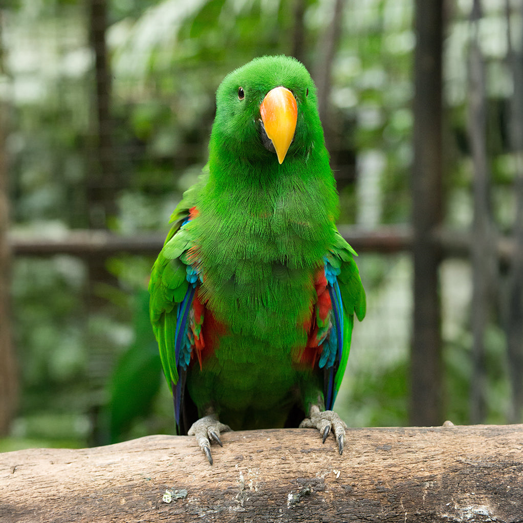 Parrot Custom Shaped Pillow
