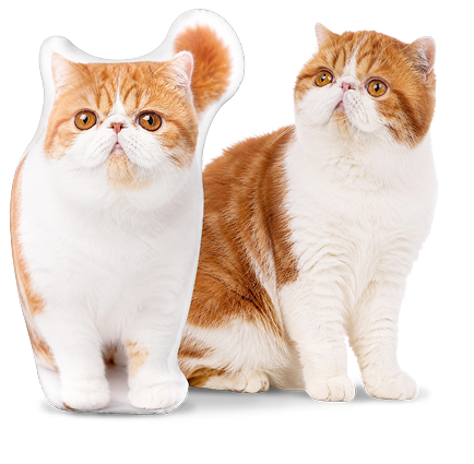 The Perfect Personalized Cat Gift for Every Occasion
