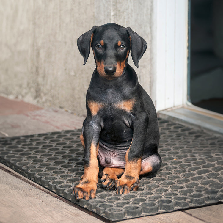 Almohada Personalizada con Forma de Doberman Pinscher
