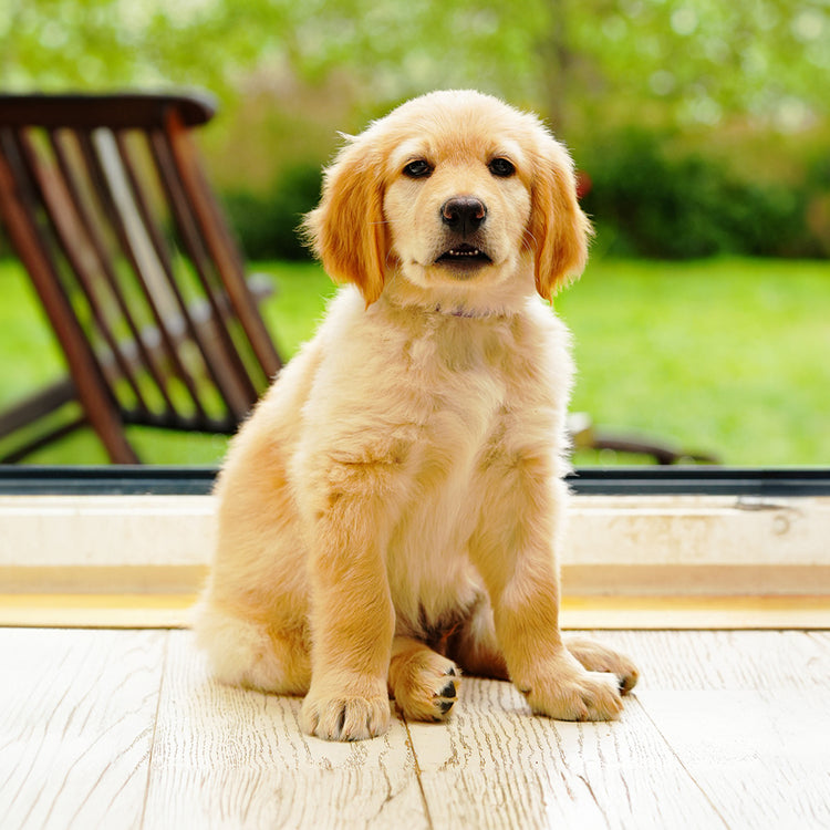 Almohada Personalizada con Forma de Golden Retriever