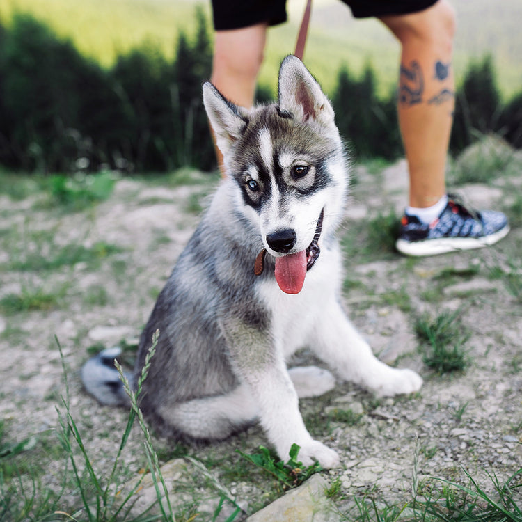 Almohada Personalizada con Forma de Husky
