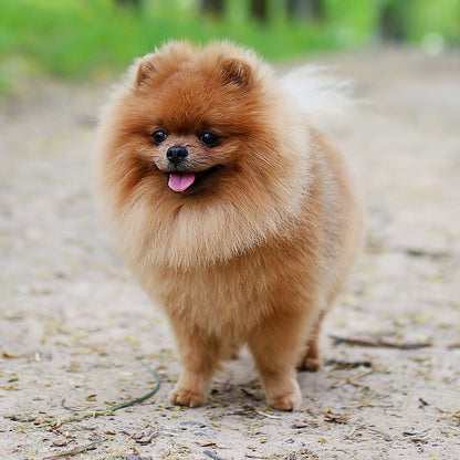 Pomeranian Custom Shaped Pillow