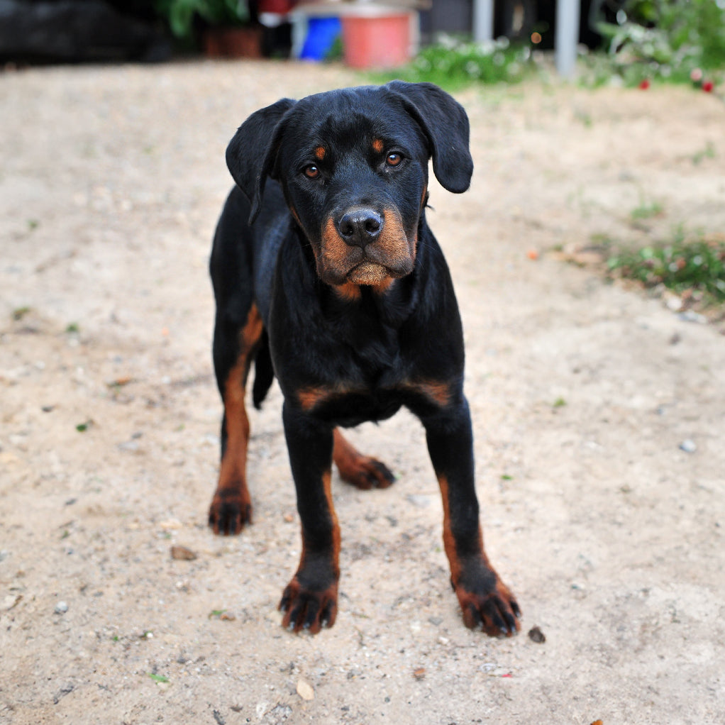 Rottweiler Custom Shaped Pillow