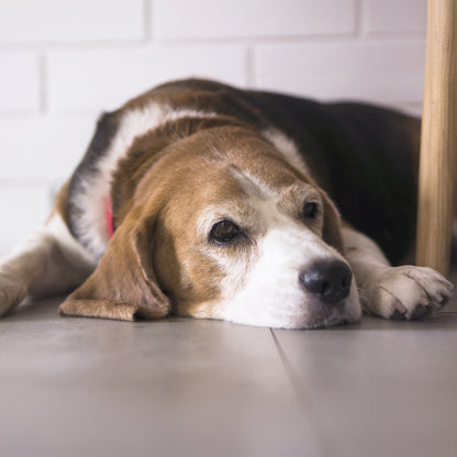 Almohada Cuadrada Personalizada