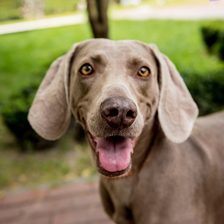 Almohada Personalizada con Forma de Weimaraner