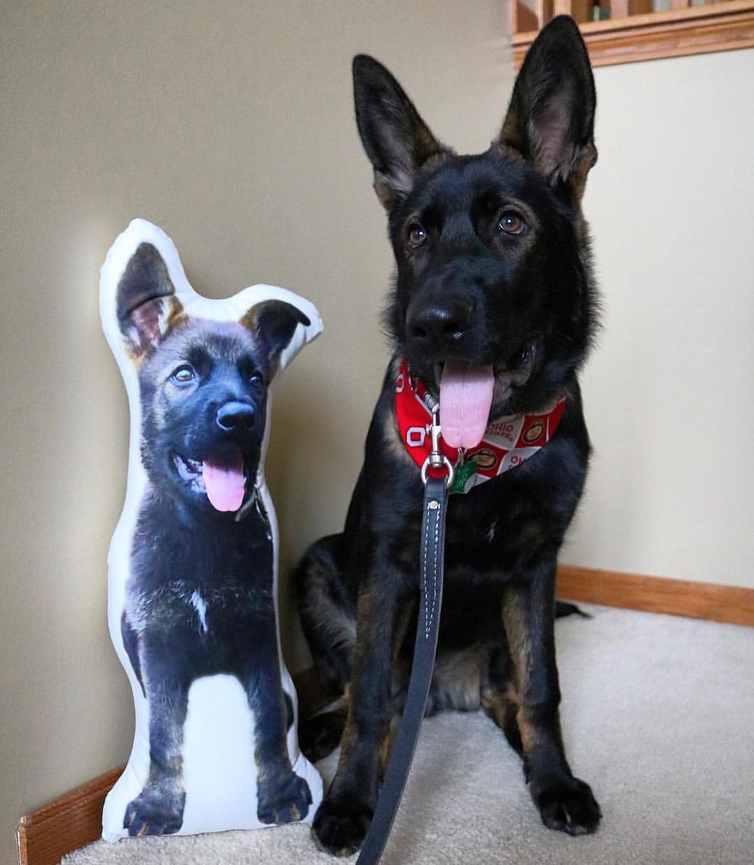 Custom German Shepherd Pillow - All About Vibe