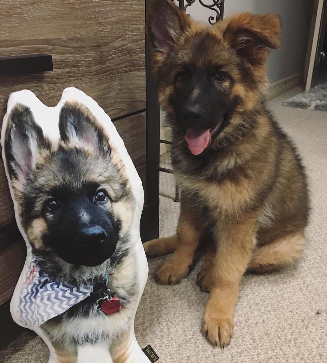 Custom German Shepherd Pillow - All About Vibe