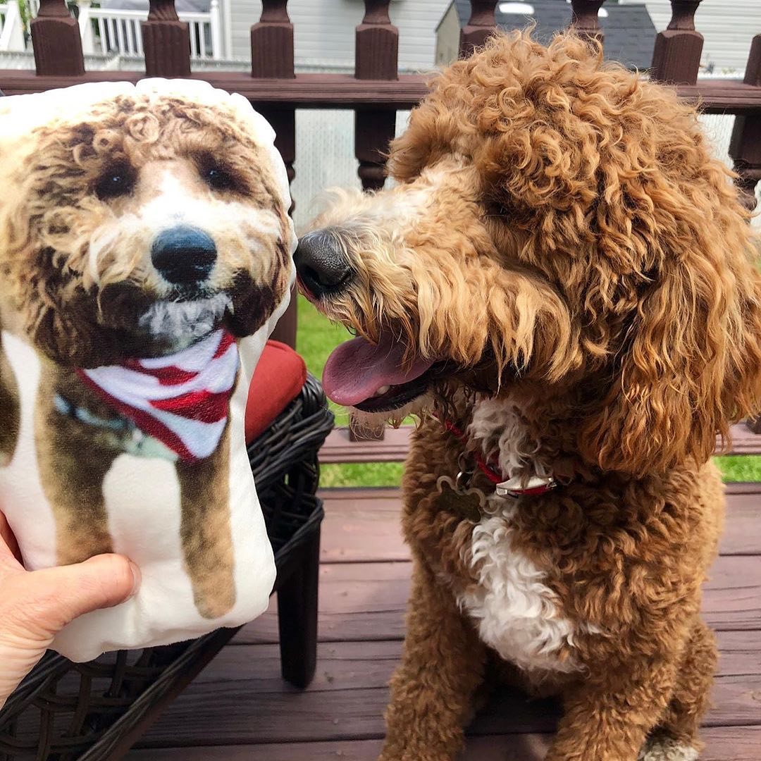 Poodle Custom Shaped Pillow