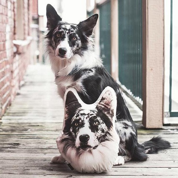 Border Collie Custom Dog Pillow - All About Vibe