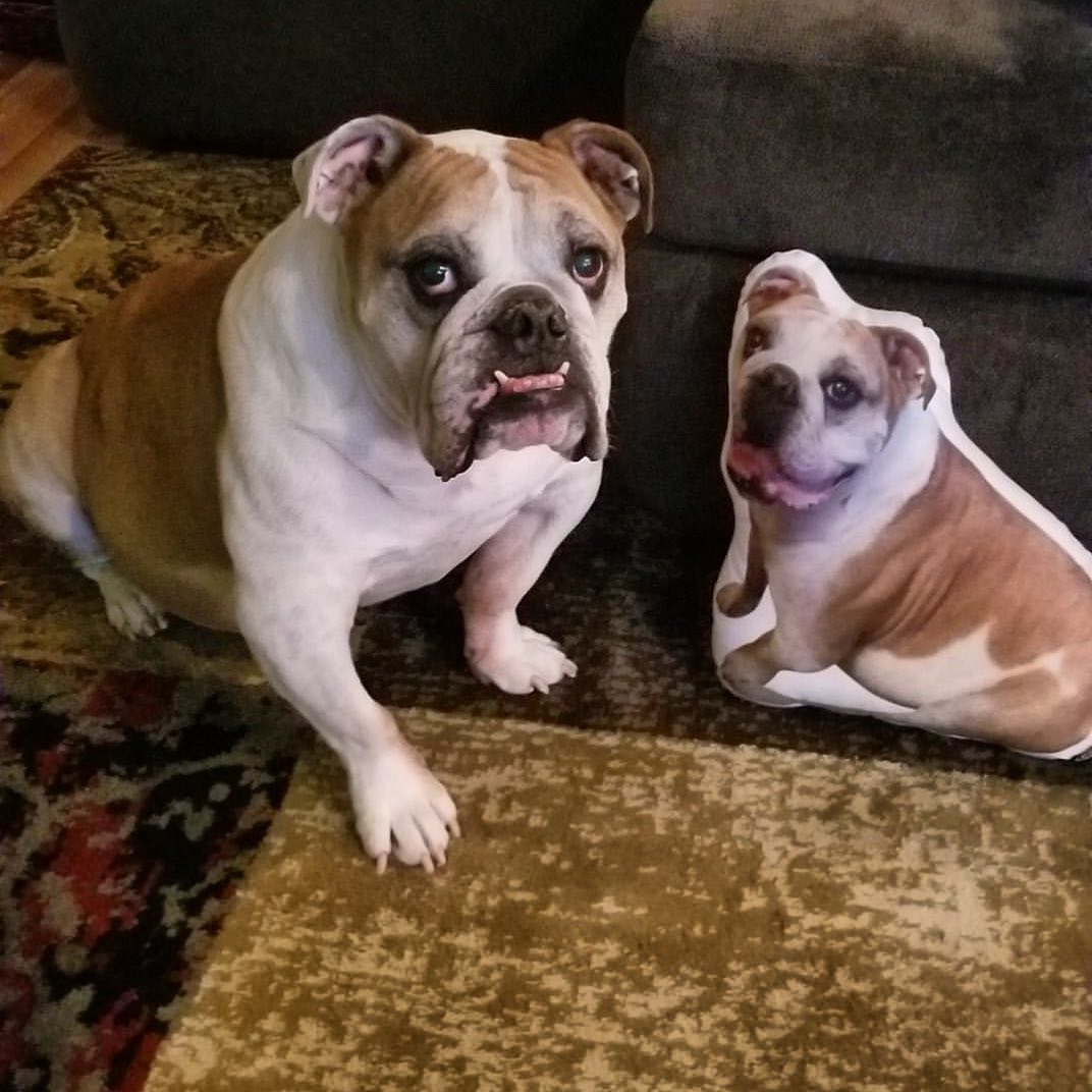 Bulldog Custom Dog Pillow - All About Vibe