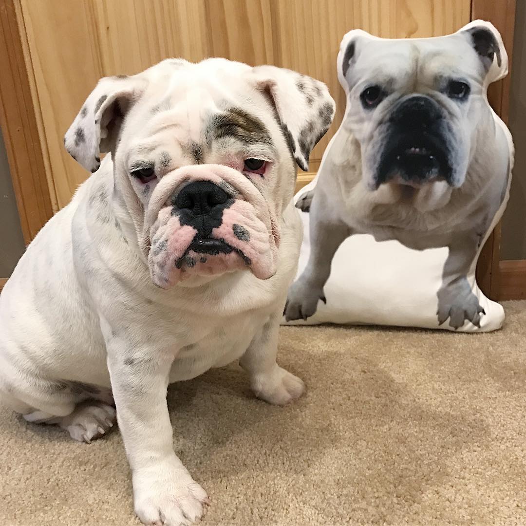 Bulldog Custom Dog Pillow - All About Vibe