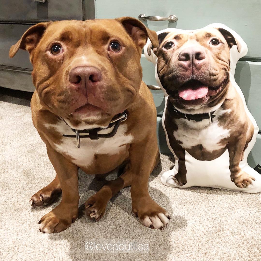 Bulldog Custom Dog Pillow - All About Vibe