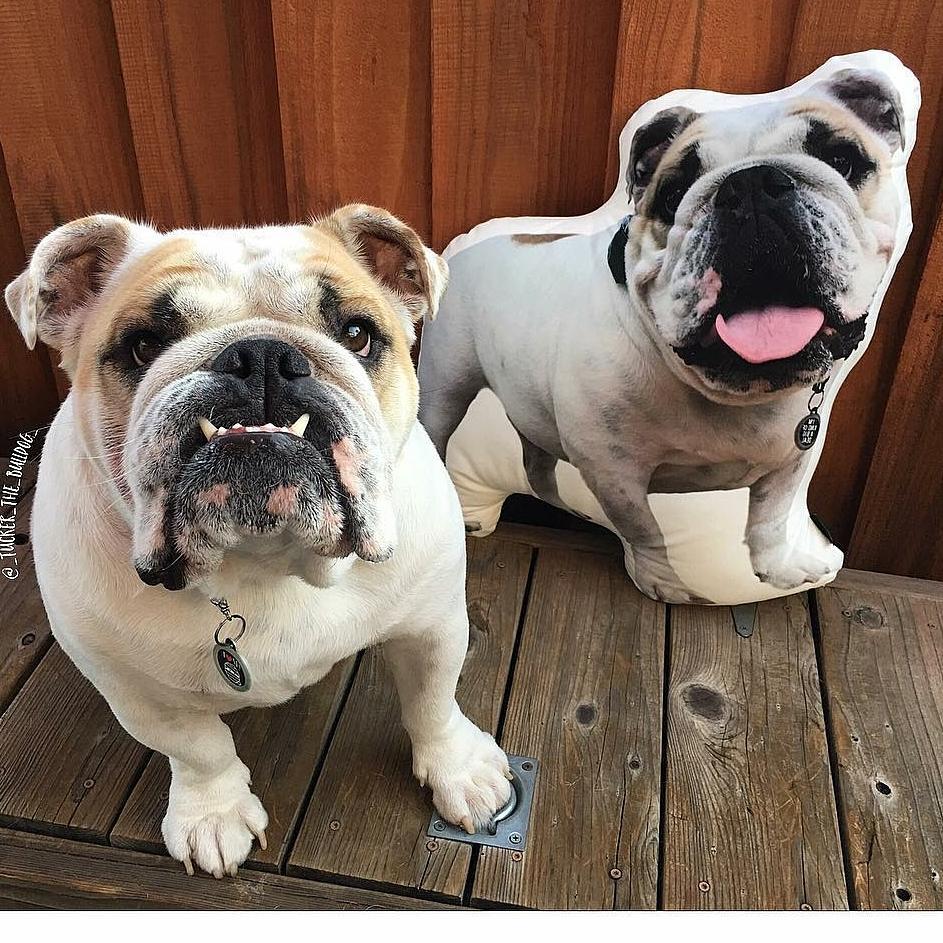 Bulldog Custom Dog Pillow - All About Vibe