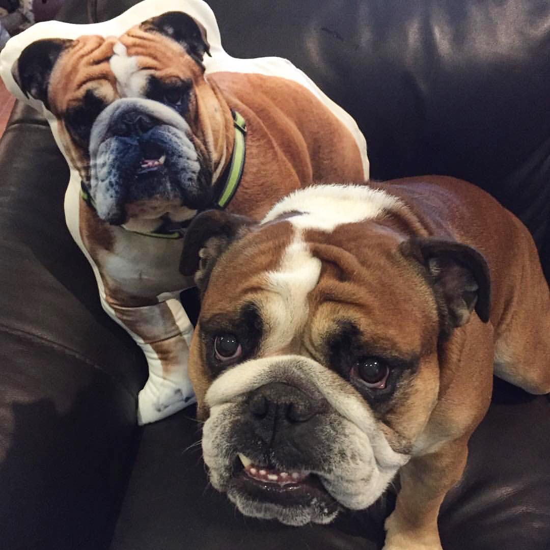 Bulldog Custom Dog Pillow - All About Vibe