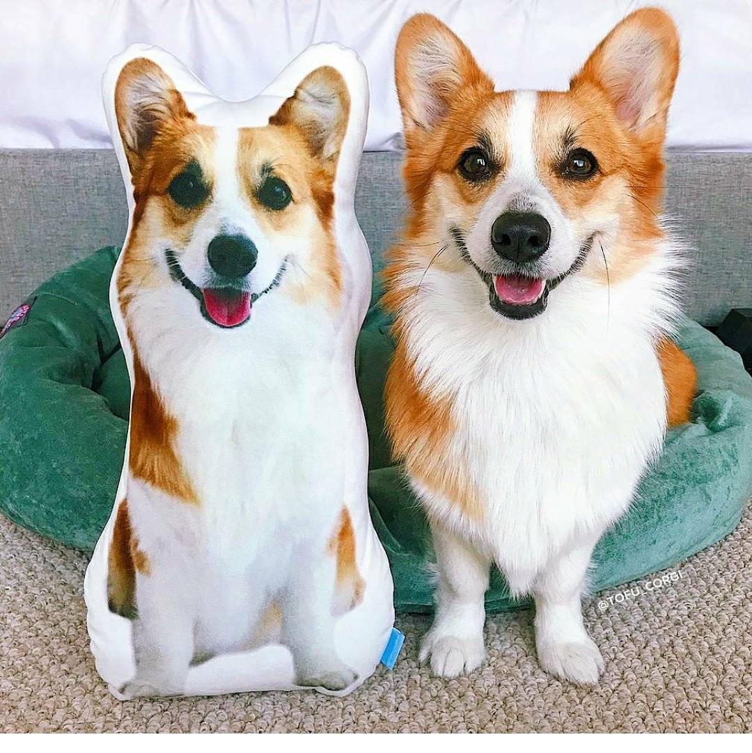 Corgi Custom Dog Pillows - All About Vibe