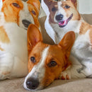 Corgi Custom Dog Pillows - All About Vibe