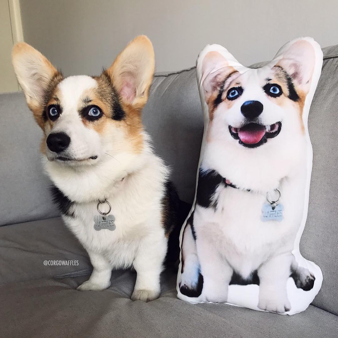 Corgi Custom Dog Pillows - All About Vibe