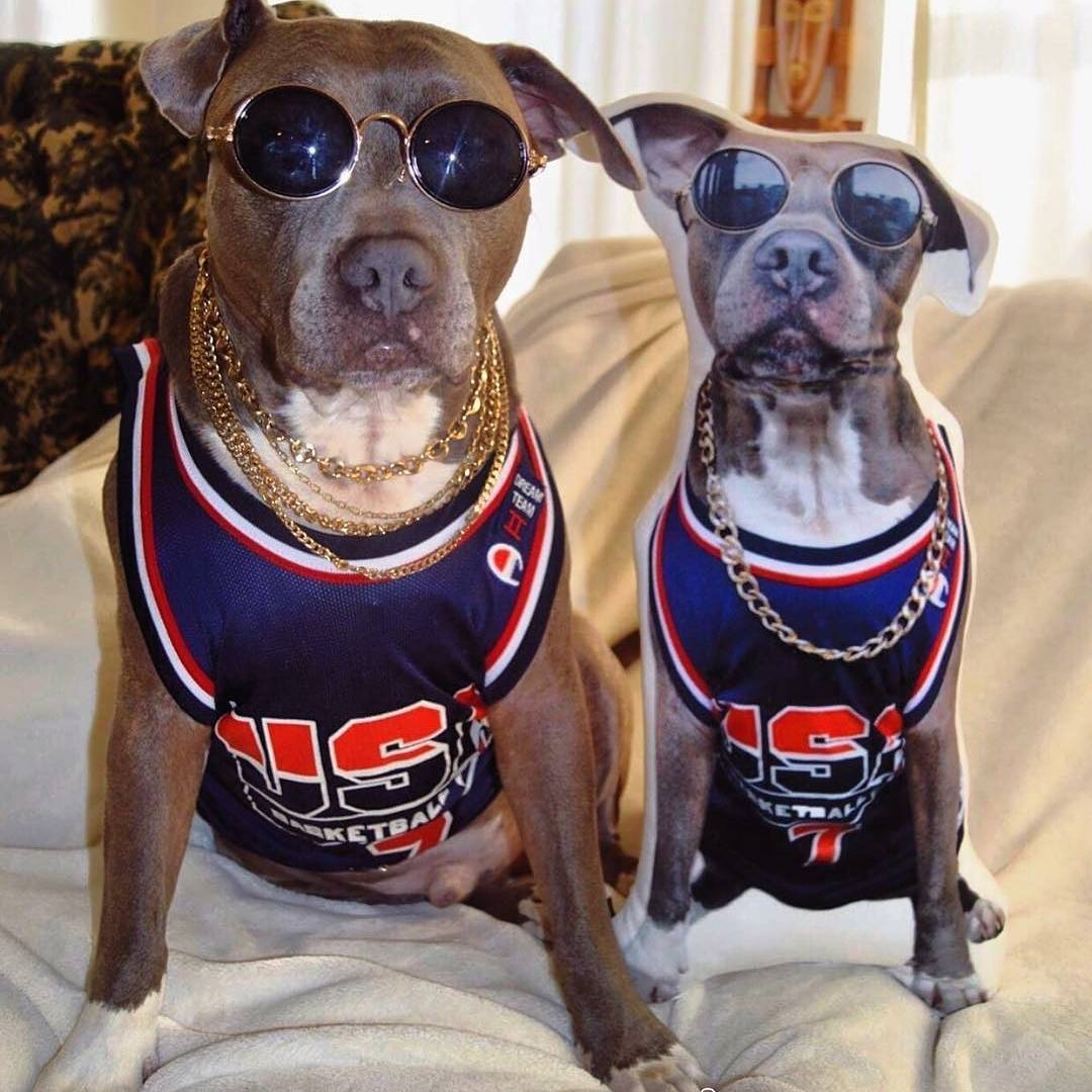 Custom Pitbull Dog Pillow - All About Vibe