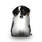 Australian Shepherd Throw Pillow By All About Vibe
