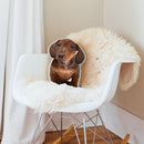 Dachshund Brown Throw Pillow By All About Vibe