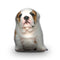 English Bulldog Throw Pillow By All About Vibe