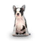 Boston Terrier Throw Pillow By All About Vibe