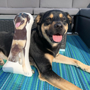 Personalized Rottweiler Pillow