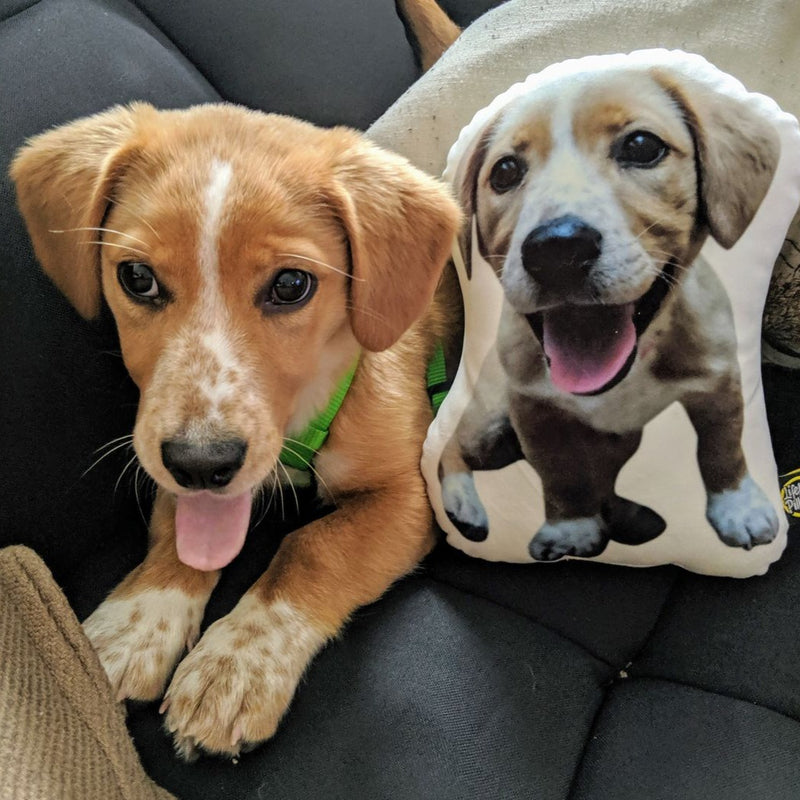 Beagle Custom Dog Pillow - All About Vibe