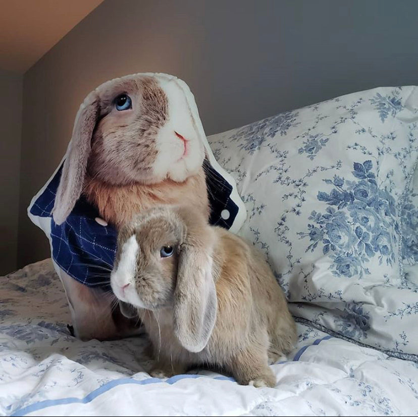 Custom Pet Pillow - All About Vibe